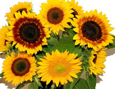 SUNFLOWERS MIXED.jpg